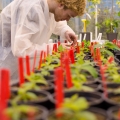 Plantenonderzoeker, Wageningen University